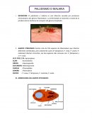 Parasitologia. MORFOLOGIA DEL AGENTE ETIOLOGICO