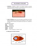 Parasitologia. MORFOLOGIA DEL AGENTE ETIOLOGICO