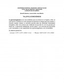 TALLER GLUCONEOGÉNESIS