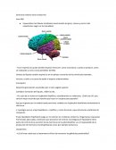 Etica Seminario sistema neuro endocrino
