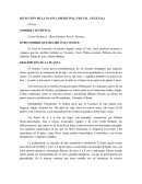SELECCIÓN DE LA PLANTA (MEDICINAL, FRUTAL, VEGETAL): EL COCO
