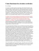 Cómo funcionan los circuitos cerebrales