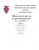 Observar el efecto de la luz sobre la germinación de las semillas de alpiste, frijol y maíz palomero, para posteriormente observar y reflexionar