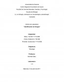 Informe de Laboratorio “Identificación de Hongos”
