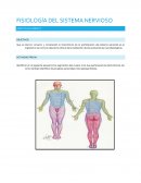 FISIOLOGÍA DEL SISTEMA NERVIOSO