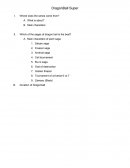 Dragonball ensayo en ingles