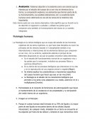 Anatomía: Podemos describir a la anatomía como una ciencia que se interesa por el estudio del cuerpo de un ser vivo en términos de su forma