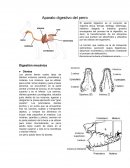 Un Aparato digestivo del perro