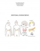Tema: La glándula tiroidea y glándulas paratiroideas