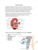 Anatomía del Riñón