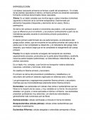 Anatomia y morfologia vegetal