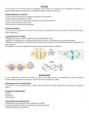 MITOSIS resumen de bilogia general.