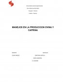 MANEJOS EN LA PRODUCCION OVINA Y CAPRINA