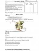 Prueba Unidad nº 1“ Las Plantas”