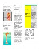 Partes del Hueso