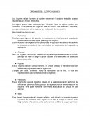 ORGANOS DEL CUERPO HUMANO.