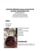 SISTEMA NFT CULTIVOS HIDROPONICOS