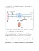 Seminario fisiologia Regulación de la calcemia