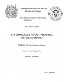 ENFERMEDADES PARASITARIAS DEL SISTEMA URINARIO
