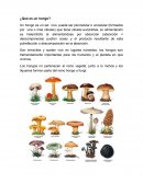 ¿Qué es un hongo?