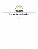 Proyecto: "Las plantas medicinales"
