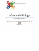 Informe de Biología. Los riñones