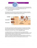 Empezamos hablando de transporte pasivo facilitado