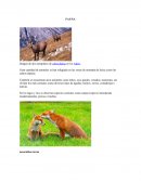 Flora y Fauna de Suiza