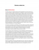 Sistema endocrino Qué es? (Maria Rose)