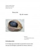 Diseccion del ojo de vacuno