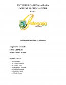 CASO CLINICO veterinaria