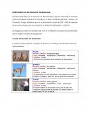 ESPECIES EN EXTINCION EN BOLIVIA