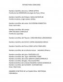 LA ORCA ES UNA BALLENA DENTADA, ENTRE DIEZ Y TRECE PARES