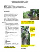 PRÁCTICA 6: Deterioro de la calidad de agua riachuelo cocherón