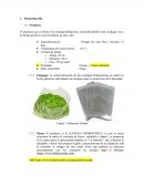 LECHUGAS HIDROPONICA