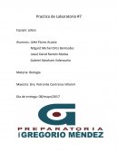 BIOLOGIA: OBSERVACIONES DE LABORATORIO MEIOSIS