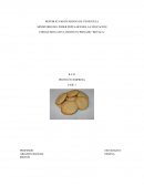 PROYECTO EMPRESA DE GALLETAS