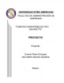 TOMATES HIDROPÓNICOS TIPO SALADETTE