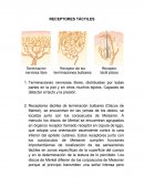 Terminaciones nerviosas libres, distribuidas por todas partes en la piel y en otros muchos tejidos. Capaces de detectar el tacto y la presión