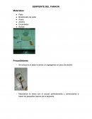 Experimento serpiente del faraon