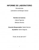 INFORME DE LABORATORIO Biomoléculas