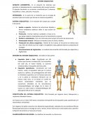 Sistema esqueletico - SIntesis