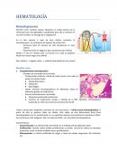 HEMATOLOGÍA Hematopoyesis