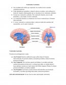 Como son los Ventrículos cerebrales