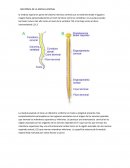Anatomia de la medula espinal