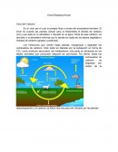 Ciclos Biogeoquímicos Ciclo del Carbono