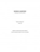 Observar el comportamiento de la levadura en deferentes soluciones