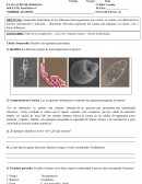 EVALUACIÓN DE BIOLOGÍA CURSO: 4 medio