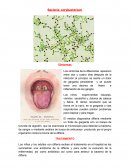 Bacteria corybacterium