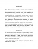 Ensayo Codigo Fiscal de la Federacion Infracciones y Delitos